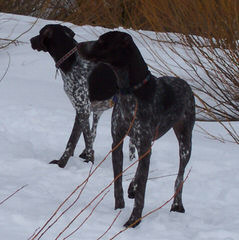 Breeding The Versatile Gsp Since 1972 - Dog Breeders