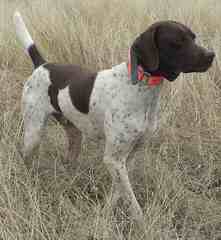 Breeding The Versatile Gsp Since 1972 - Dog and Puppy Pictures