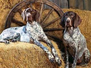 German Shorthaired Puppies - Dog and Puppy Pictures