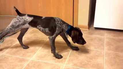 South Mountain German Shorthaired Pointers - Dog Breeders
