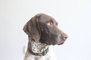 Akc German Shorthair Puppies - Dog and Puppy Pictures