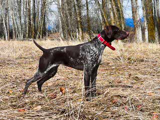 German Wirehaired Pointers - Dog Breeders