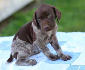 Breeding The Versatile German Shorthaired Pointer Since 1972 - Dog Breeders