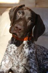 Breeding The Versatile German Shorthaired Pointer Since 1972 - Dog and Puppy Pictures