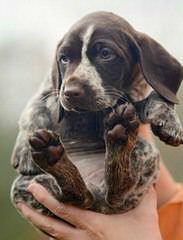 German Shorthair Pups – Hof Lineage - Dog Breeders