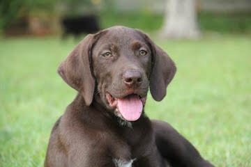 German Shorthaired Pointers - Dog and Puppy Pictures