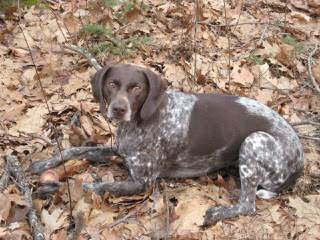 German Short Hair Pointer Puppies - Dog Breeders