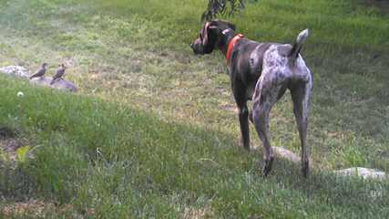 German Shorthair Puppies - Dog and Puppy Pictures