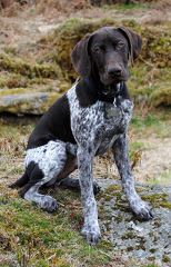 German Short Hair Pointers - Dog and Puppy Pictures