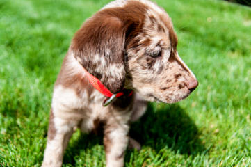 South Mountain German Shorthaired Pointers - Dog Breeders