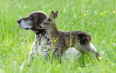 Eulenhof Kennels - Dog Breeders