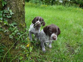 Niagara Shorthairs - Dog and Puppy Pictures