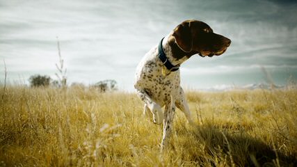 Shadow Hunting Preserv - Dog and Puppy Pictures