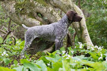 South Mountain German Shorthaired Pointers - Dog and Puppy Pictures