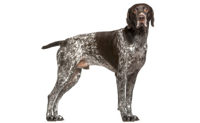 South Mountain German Shorthaired Pointers - Dog and Puppy Pictures