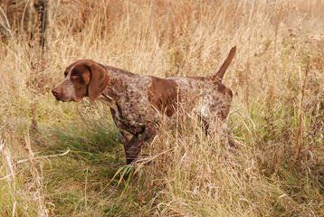 Hunting Dog Trainer - Dog and Puppy Pictures