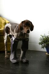 German Shorthaired Puppies - Dog Breeders