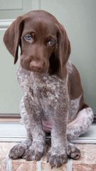 Gsp Pup, 10 Wk Old Male - Dog Breeders