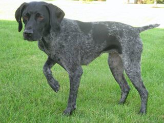 German Shorthaired Pointer Pups - Dog Breeders