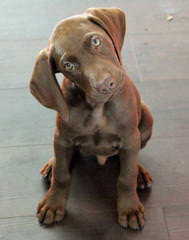 Akc German Shorthair Pointers - Dog and Puppy Pictures