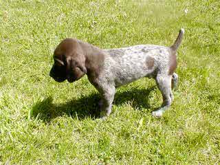 Breeding The Versatile Gsp Since 1972 - Dog and Puppy Pictures