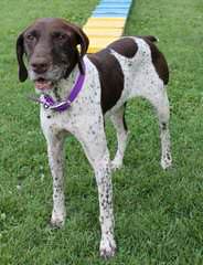 South Mountain German Shorthaired Pointers - Dog Breeders