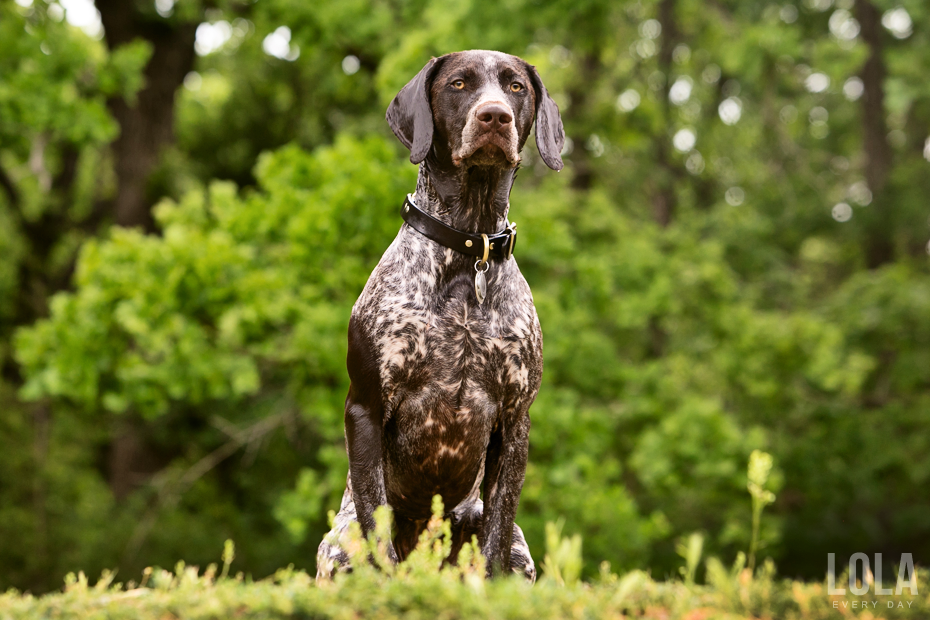 German Shorthaired Pointer Pups - Dog and Puppy Pictures