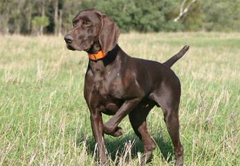 German Short Hair Pointer Puppies - Dog Breeders