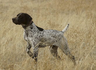 German Short Hair Pointer Puppies - Dog Breeders