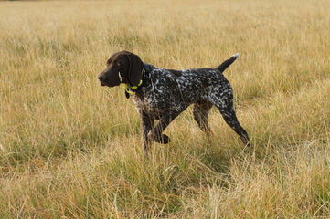 German Shorthair Pointer - Dog and Puppy Pictures