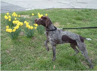 German Short Hair Pointer Puppies - Dog and Puppy Pictures