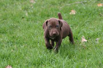 Gsp Pup, 10 Wk Old Male - Dog Breeders