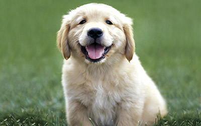 Golden Retriever Dogs and Puppies