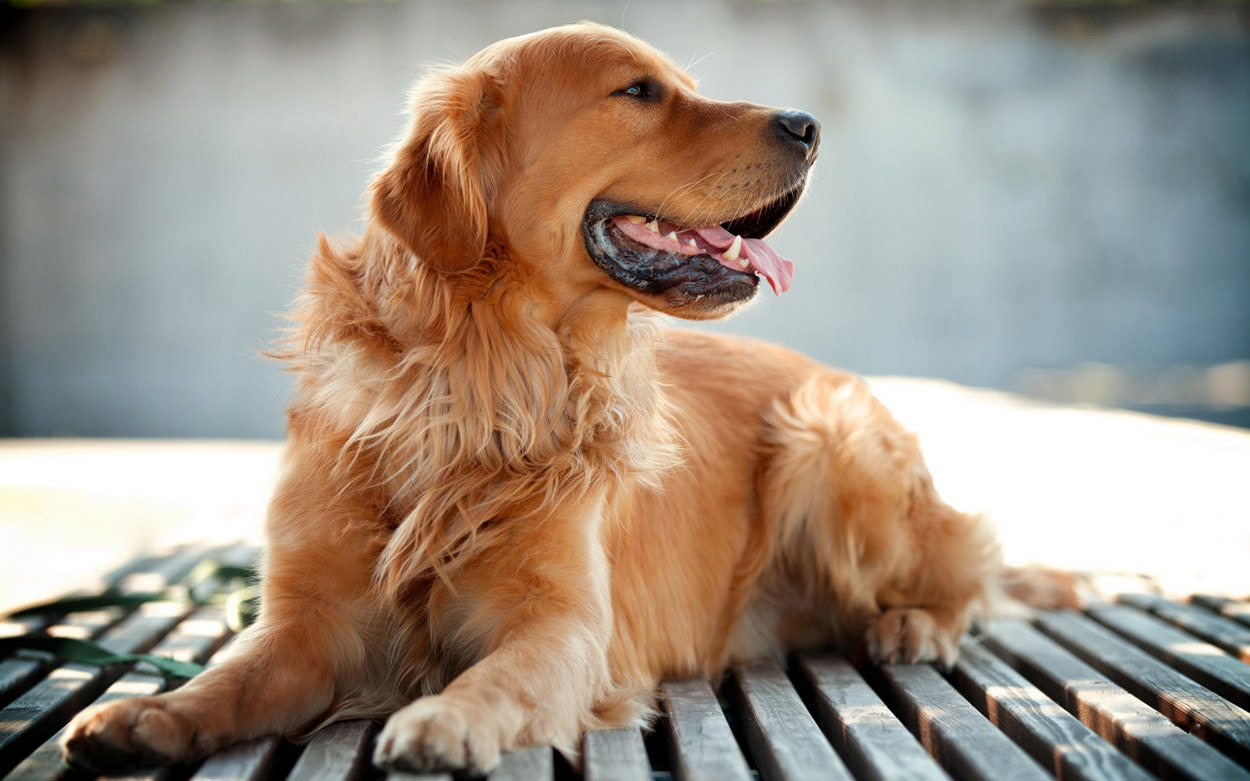 Golden Retriever Dogs and Puppies