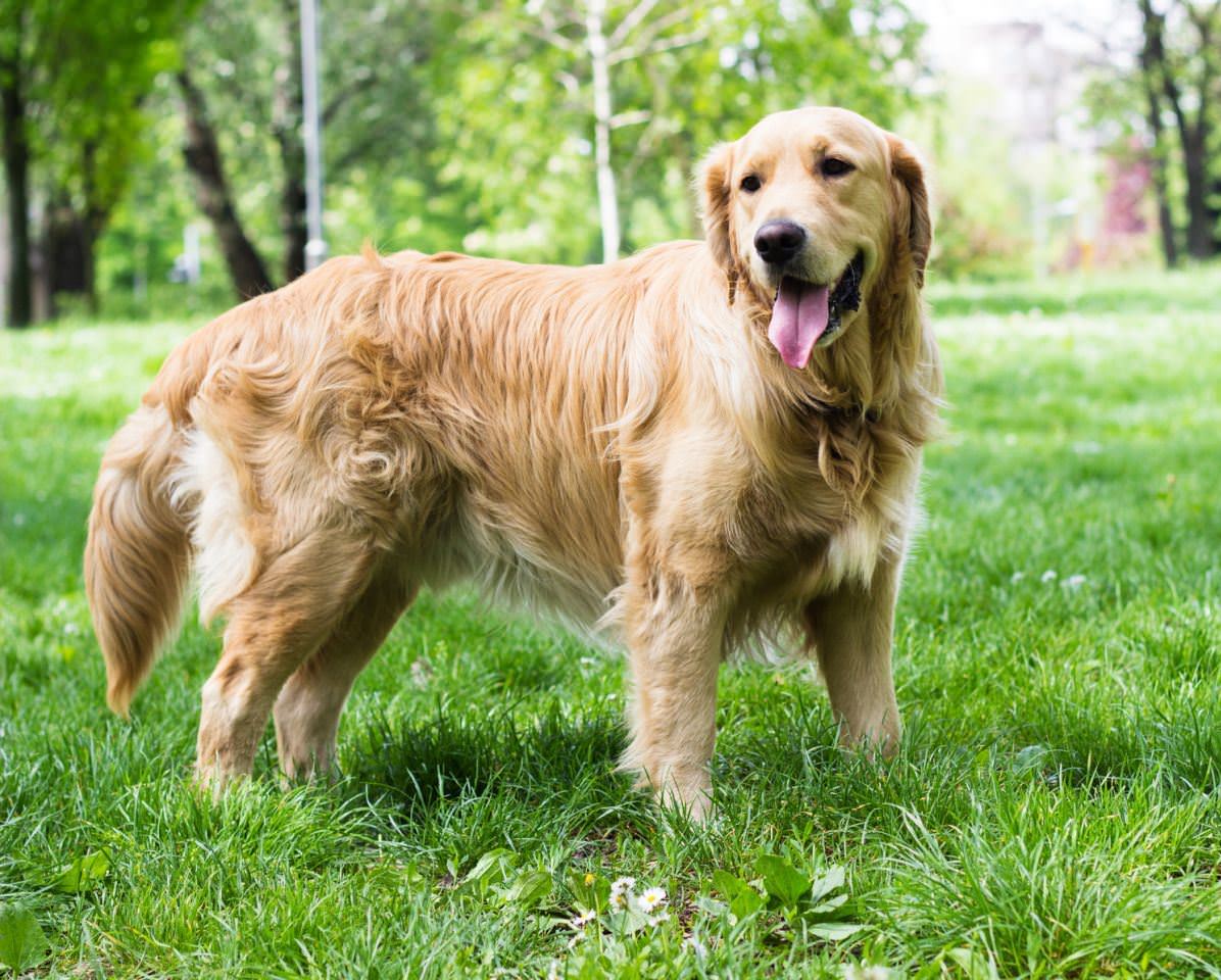 golden retriever 011 أهم 5 نصائح لتربية الكلاب الجولدن للمبتدئين 1 أهم 5 نصائح لتربية الكلاب الجولدن للمبتدئين