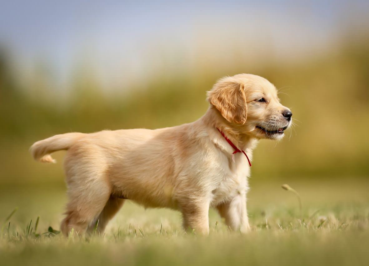 Golden Retriever Dogs and Puppies