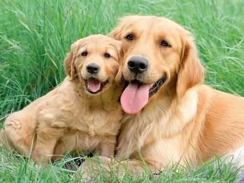 Golden Retriever Dogs and Puppies