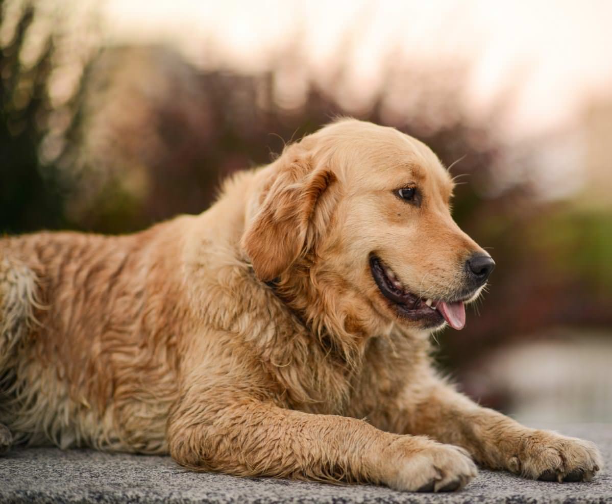 Golden Retriever - GolDen Retriever 118