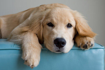 Southern California Kennels-English Creams & American Golden Retrievers & Non-Shedding Goldendo - Dog and Puppy Pictures