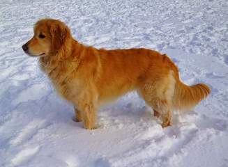 Icewind English Cream Golden Retrievers - Dog Breeders