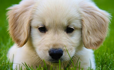 Goldenretriever - Dog Breeders