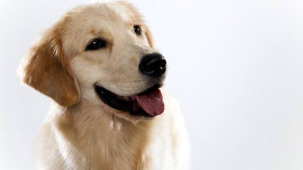 White Golden Retrievers - Dog Breeders