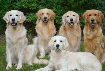 Englishcremegoldens Akc Male Pups Ready Now - Dog Breeders