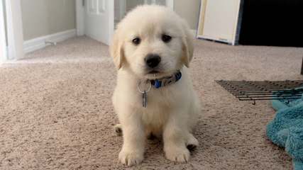 English & American Golden Retriever, & Schnoodle Puppies - Dog Breeders