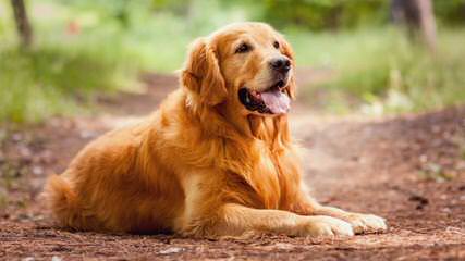 English Cream Golden Retrievers - Dog and Puppy Pictures