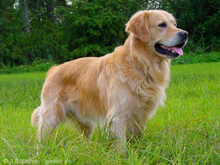 Indiana Goldens - Dog Breeders