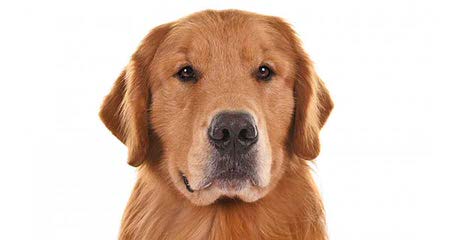 SUNNYFIELDS GOLDENS - Dog Breeders