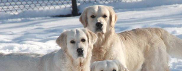 White Golden Retrievers - Dog Breeders