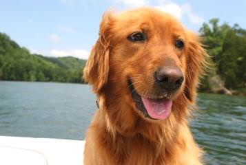 Shadalane Golden Retrievers - Dog and Puppy Pictures