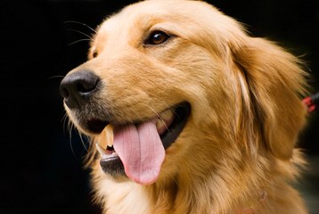 Golden Retriever Stud Dog Service - Dog and Puppy Pictures